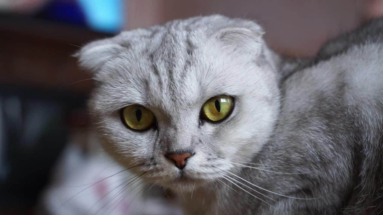 Cute little Gray Cat 🐱 Looking At Camera..