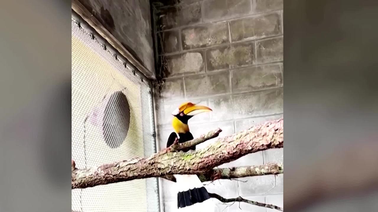 Great hornbill survives cancer with 3D-printed beak