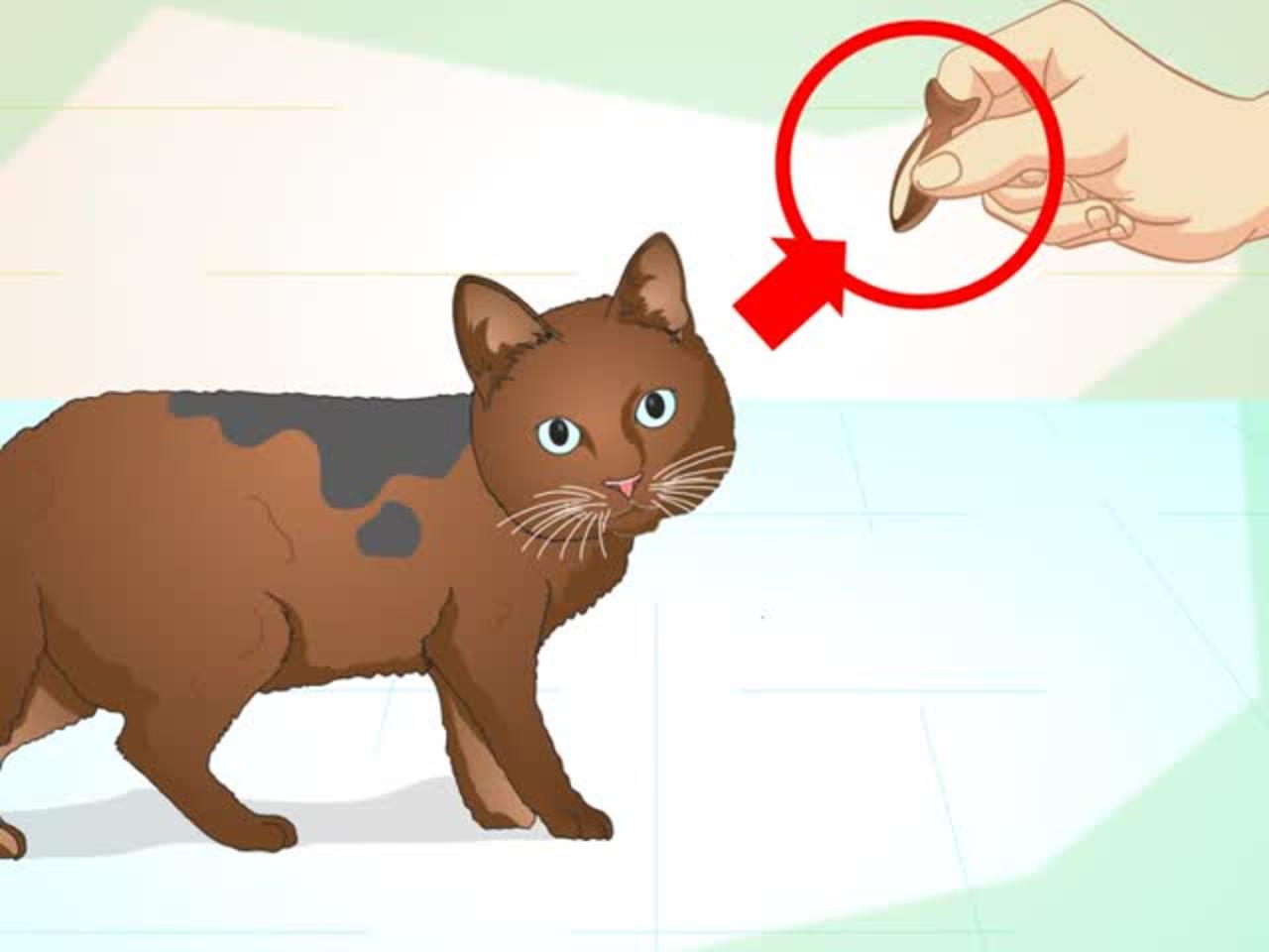 Tricks To Learn Your Cat!