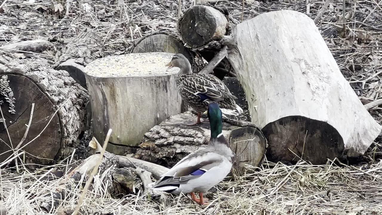 Duck couple moved into Cardinal turf