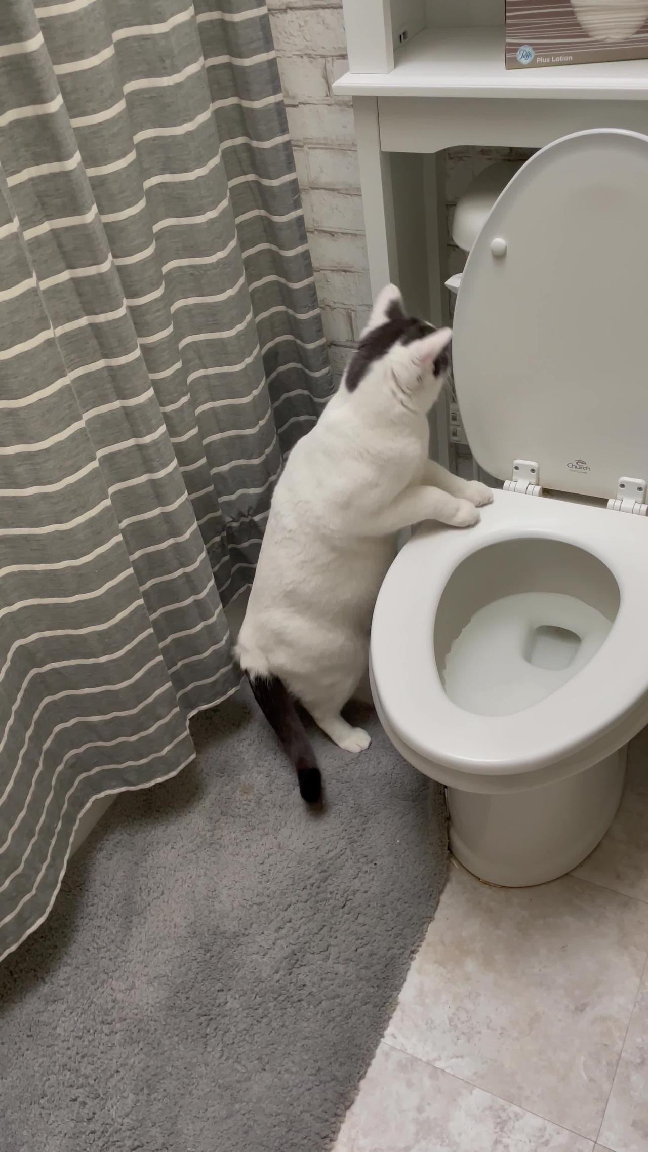 Cat Passes Time by Flushing Toilet