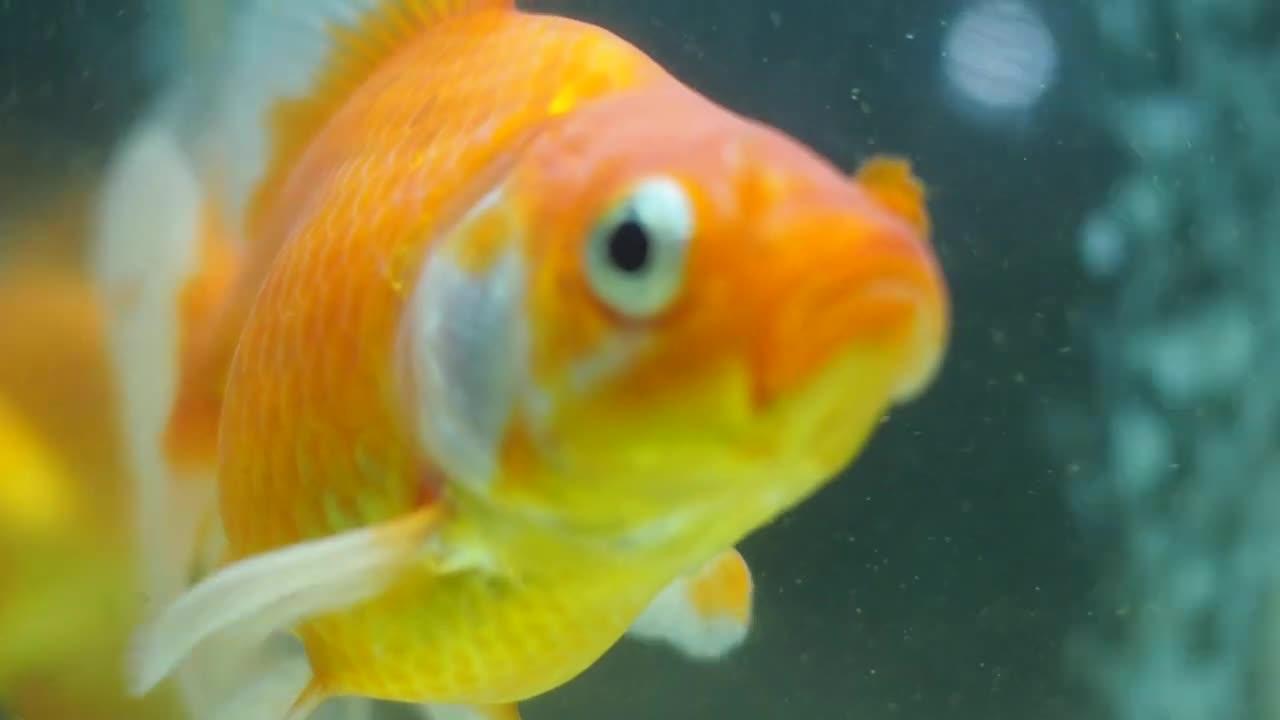 Beautiful Golden Fish Swimming
