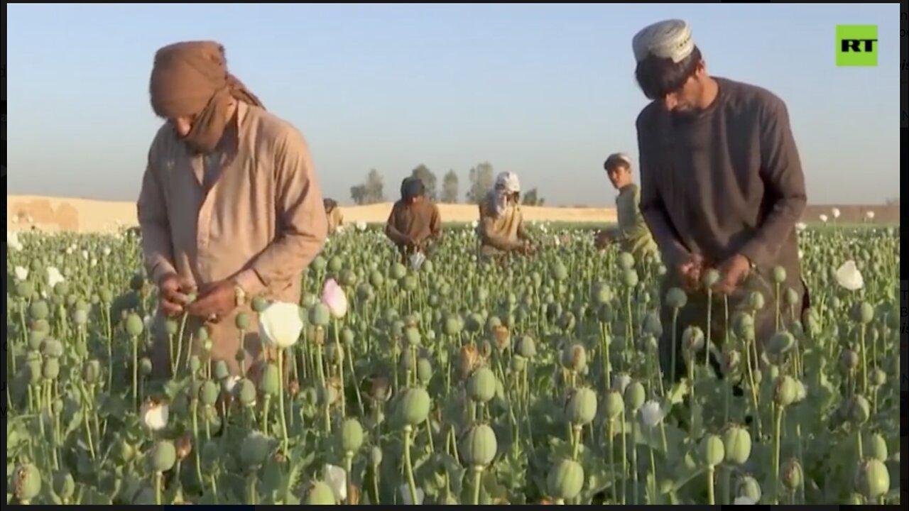 Afghans collect first opium poppy harvest since Taliban's comeback
