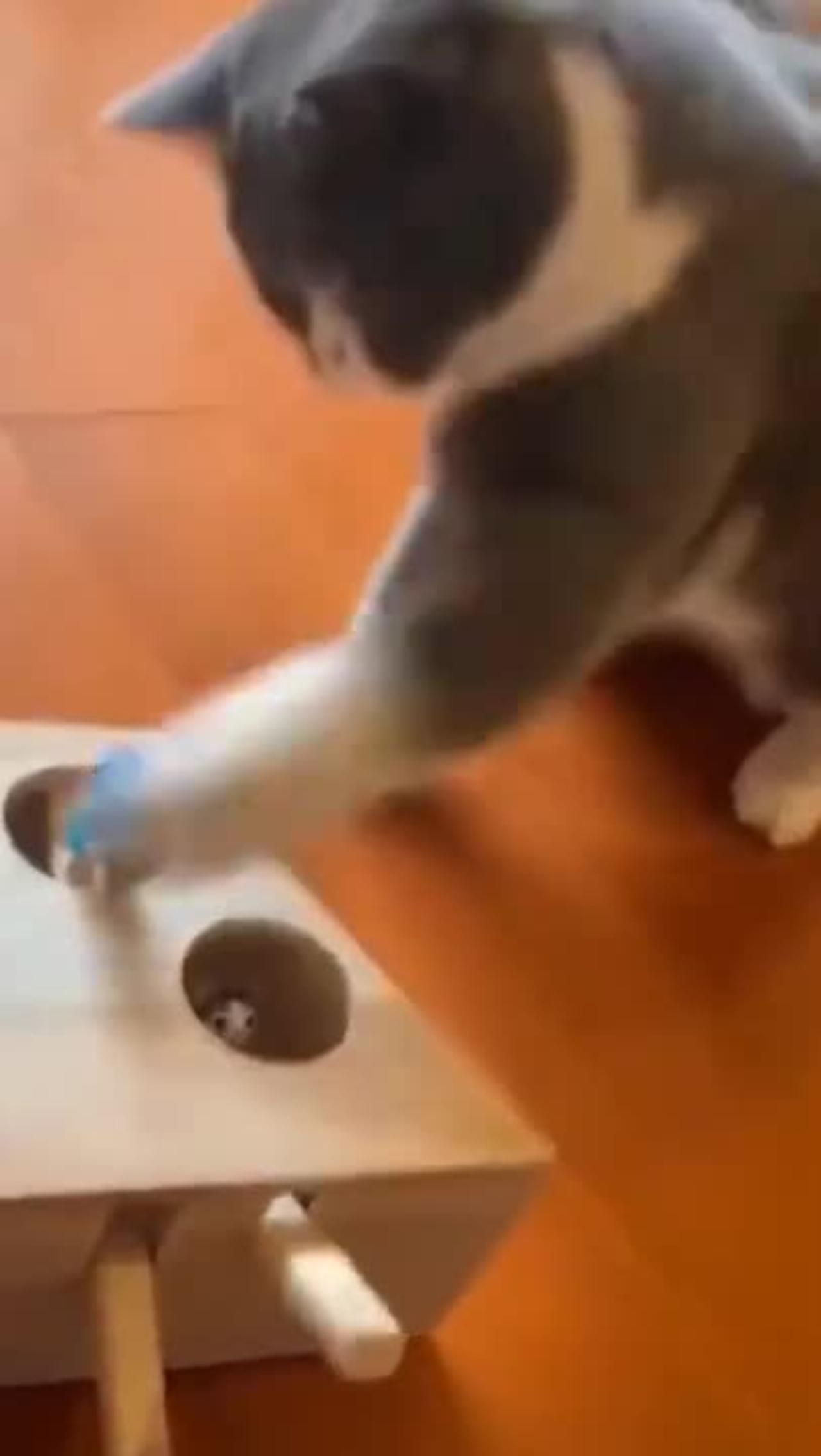 Unsuccessful comedy attempt by dogs and cats
