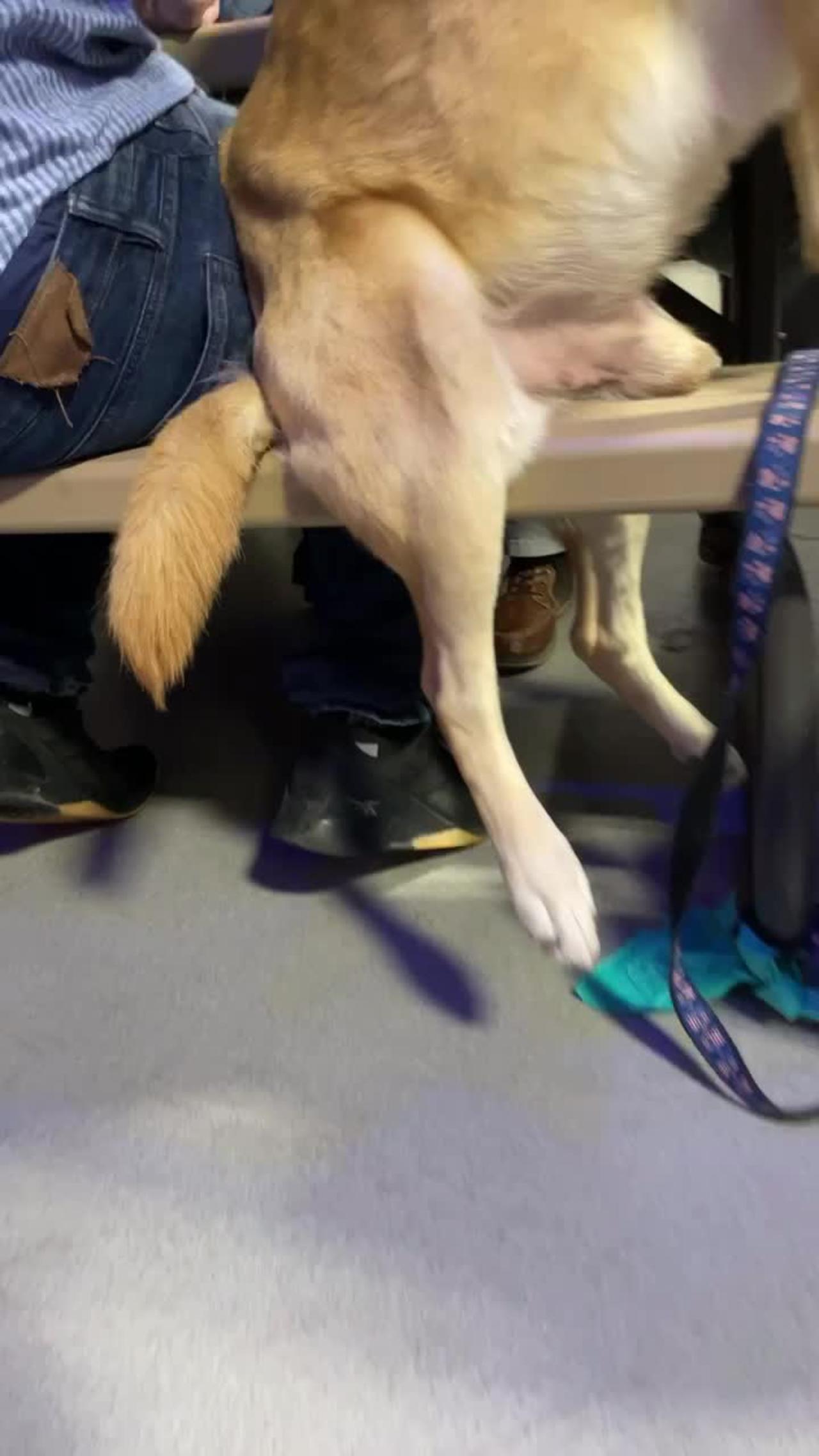 Dog Sits Up at Table to be Closer to His Humans