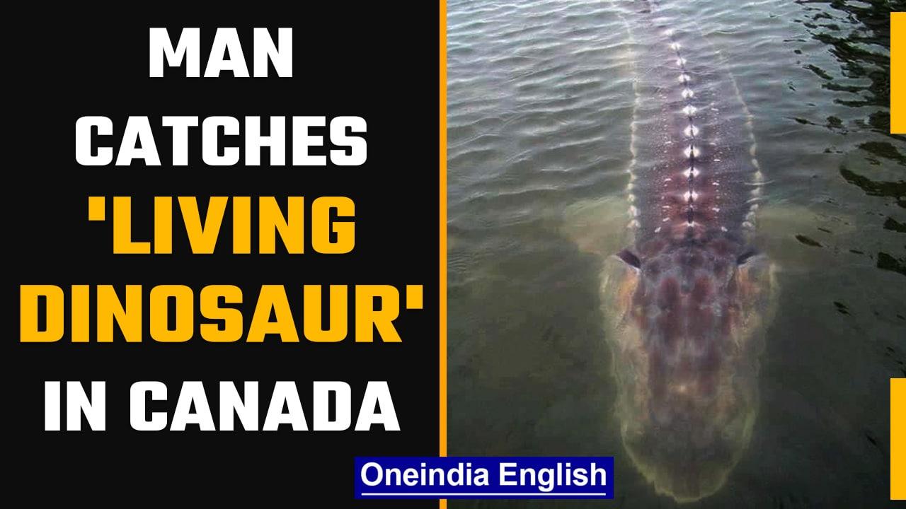 Alberta man catches 'living dinosaur' fish on Fraser river in Canada | OneIndia News