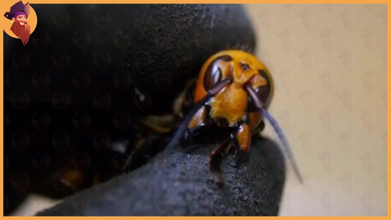 Asian Giant Hornet A Huge Winged Nightmare!