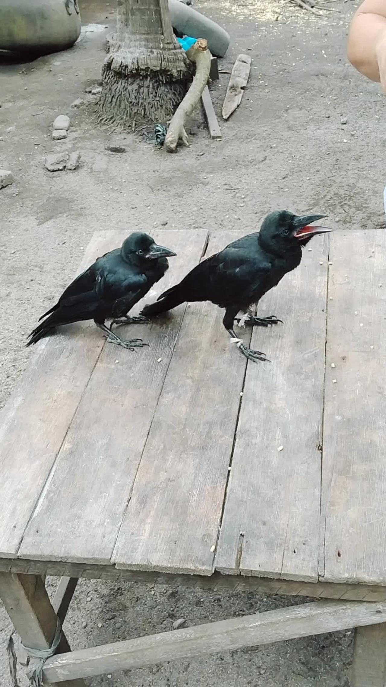 Crow is my pet..