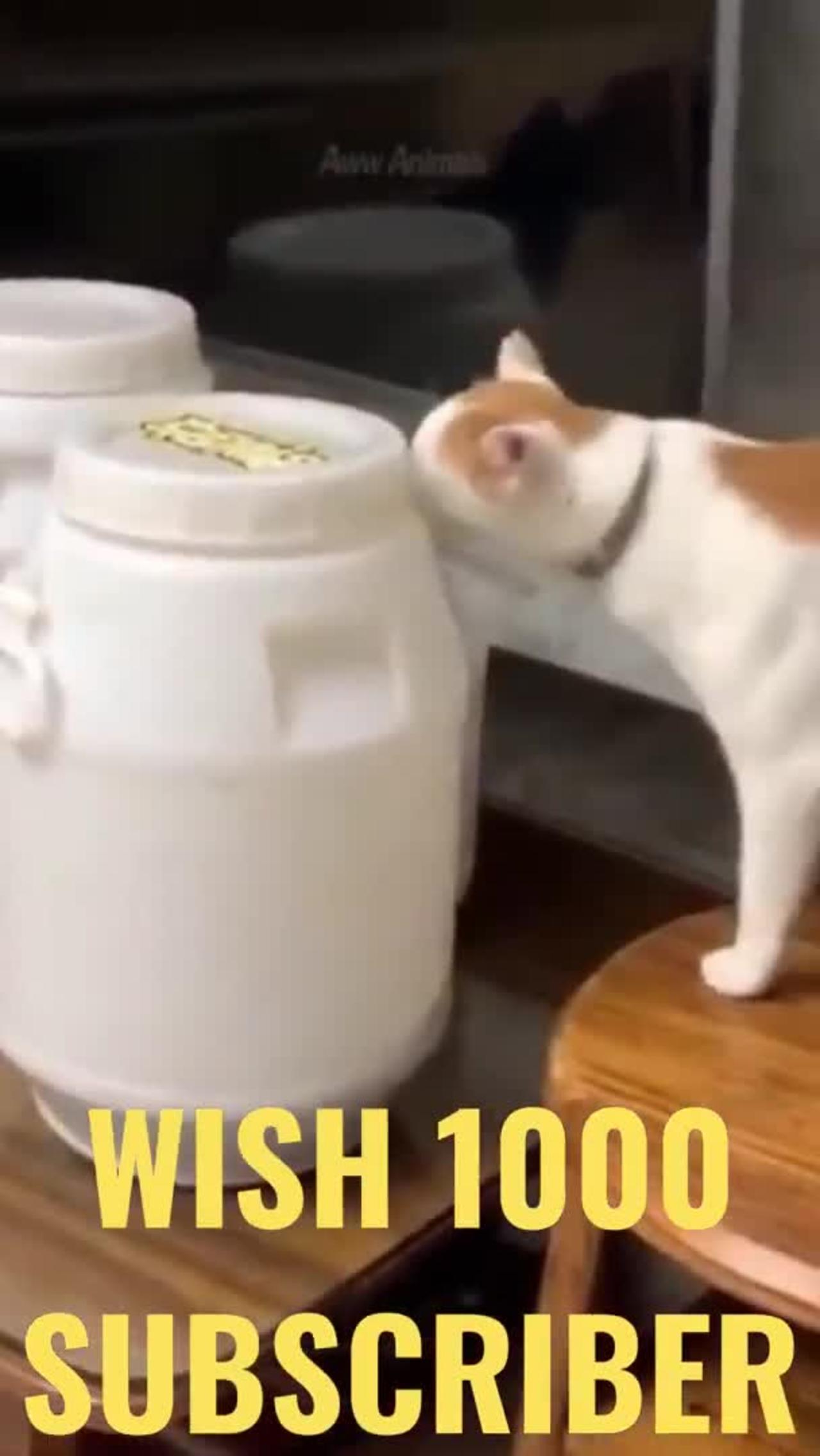 MOST FUNNY CAT VIDEO CLIP COMPILATION 2021