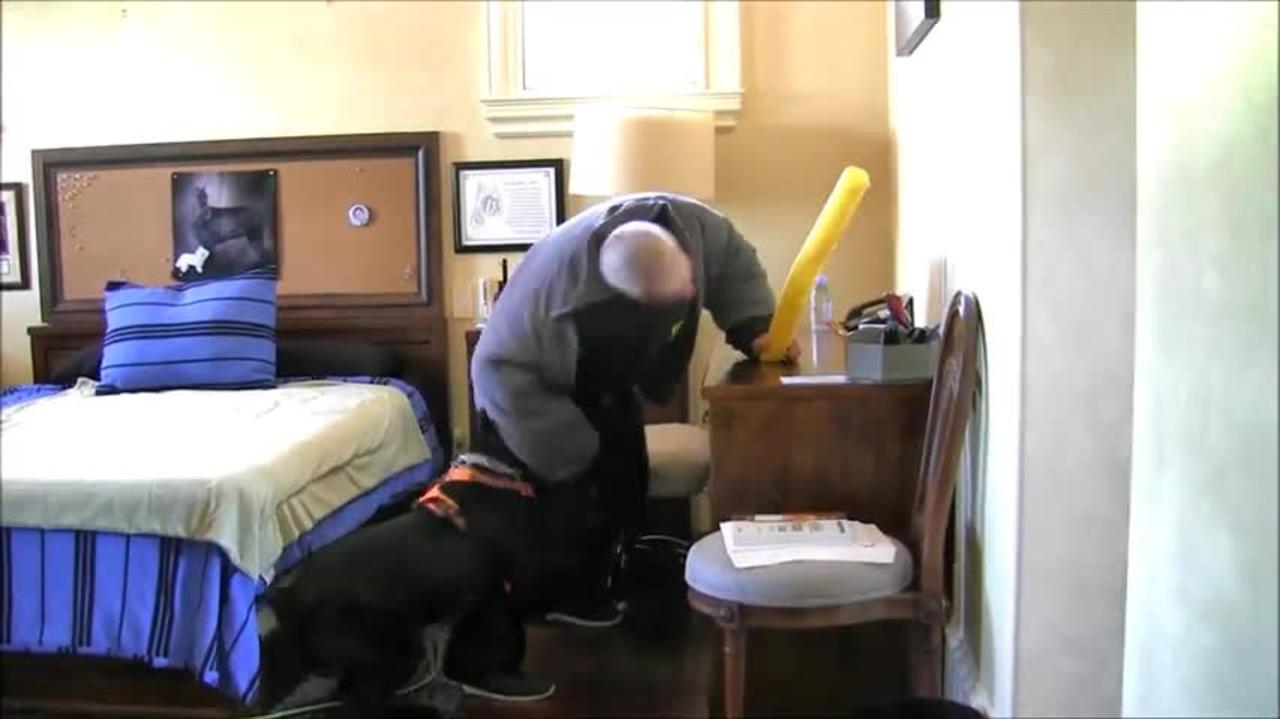 How to make your dog ready for your security