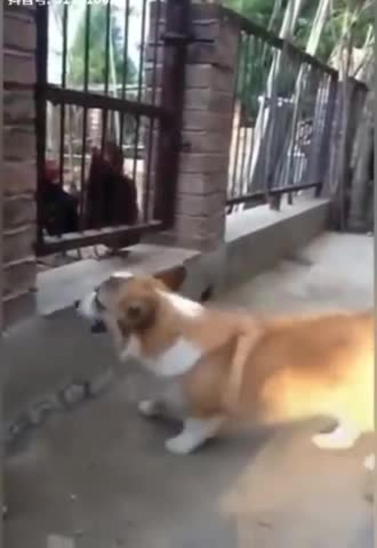 funny dog scared of chicken