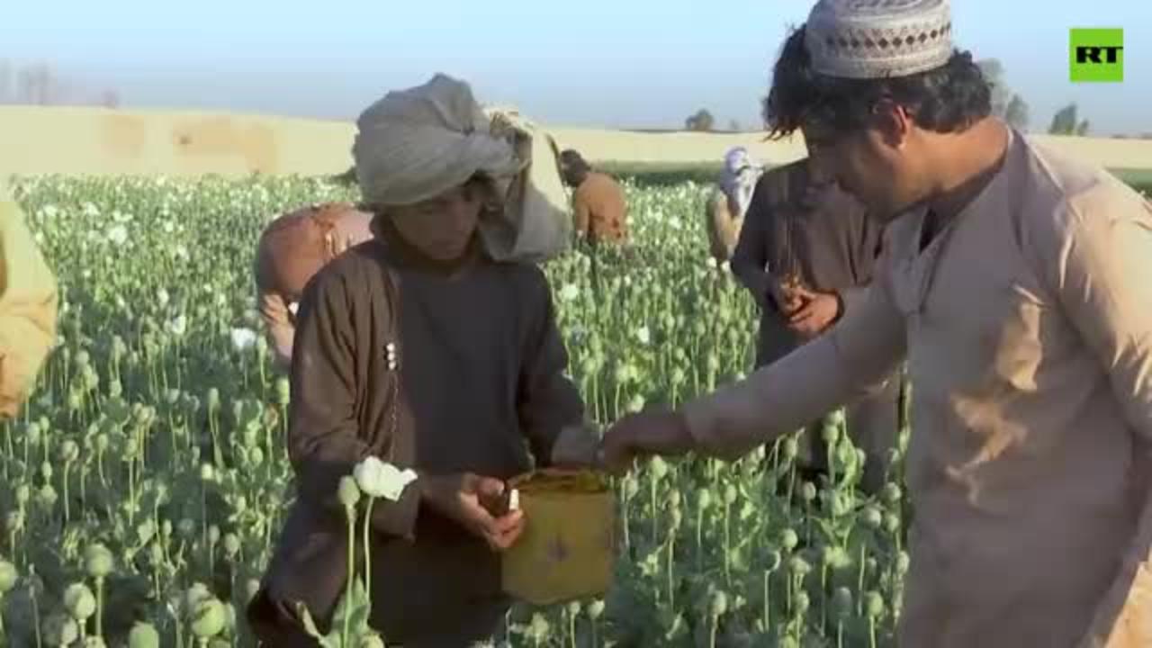 Afghans collect first opium poppy harvest since Taliban's comeback..