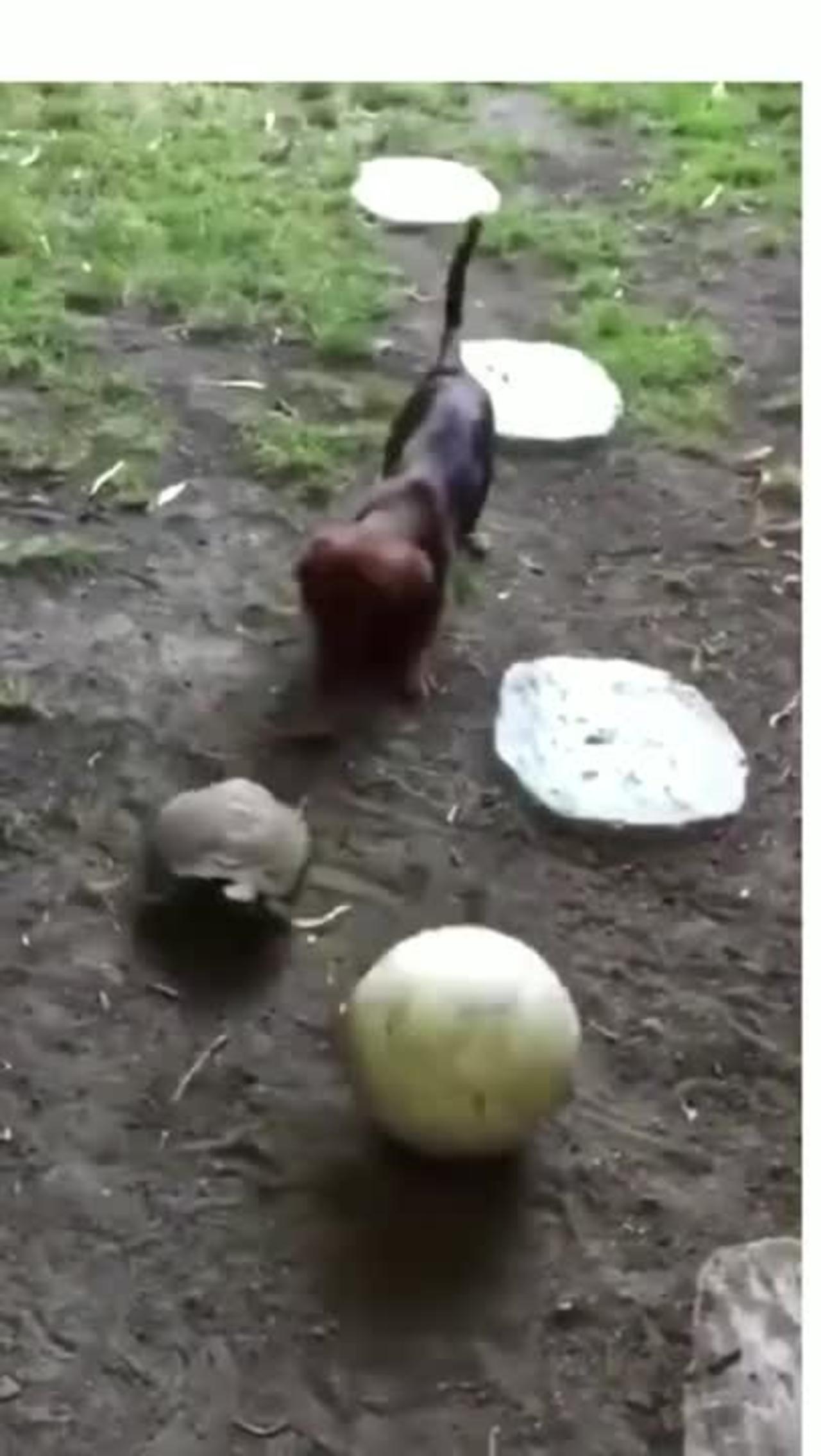 Cute & Athletic Turtle vs. Puppy Play Soccer Fútbol