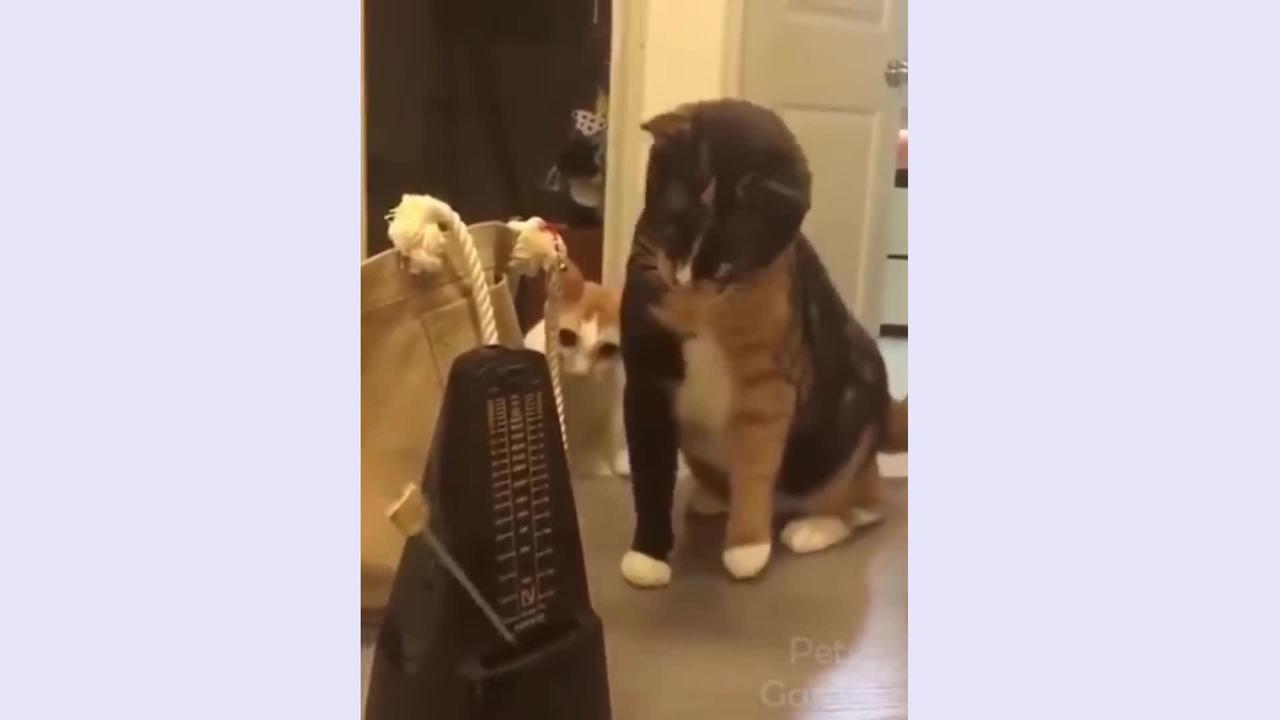 The cute cats very funny videos.