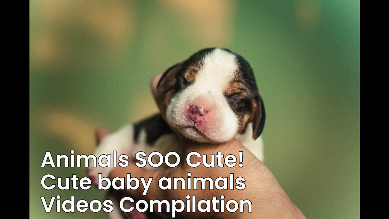 Animals SOO Cute! Cute baby animals Videos Compilation cutest moment of the animals