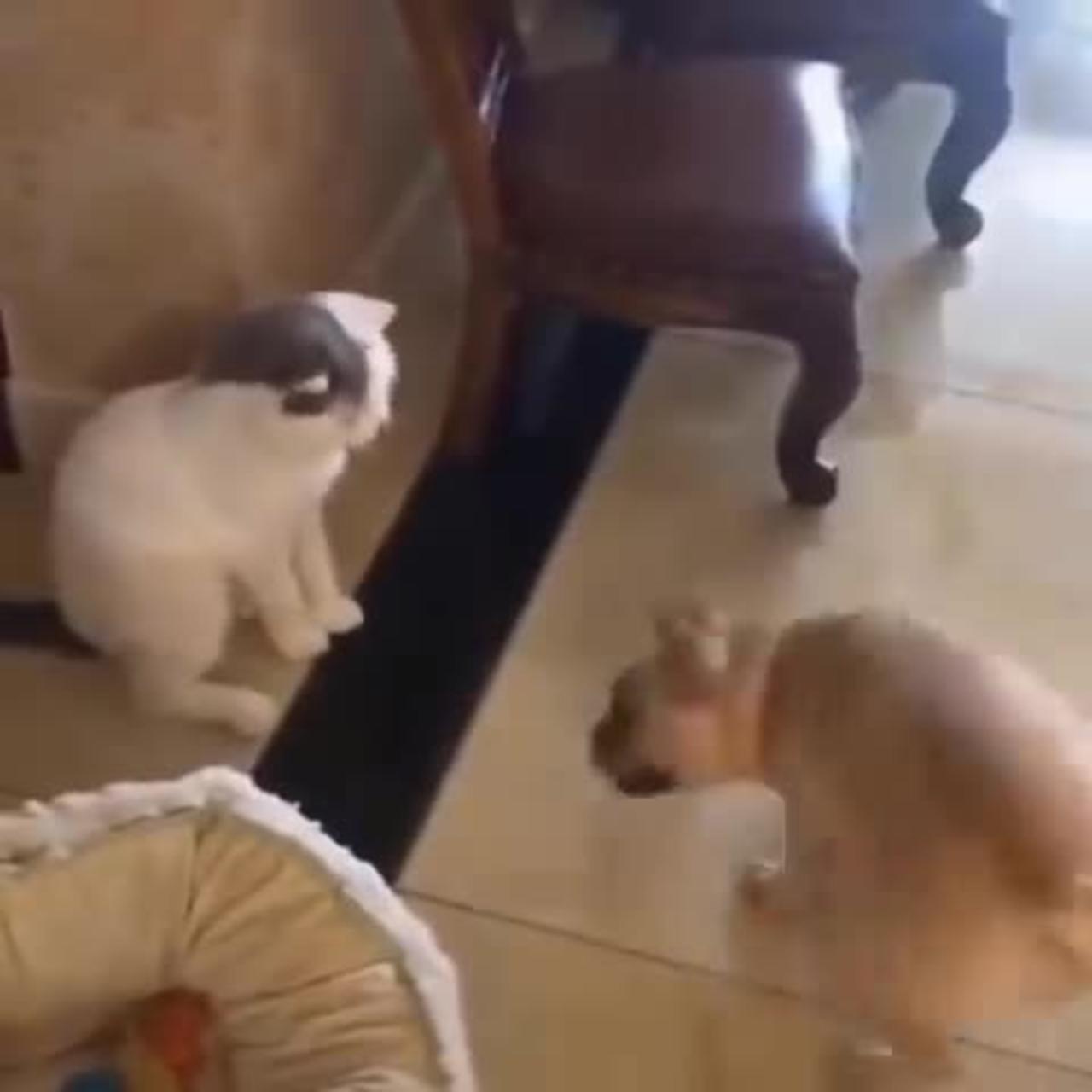 Funniest Cats   Don't try to hold back Laughter