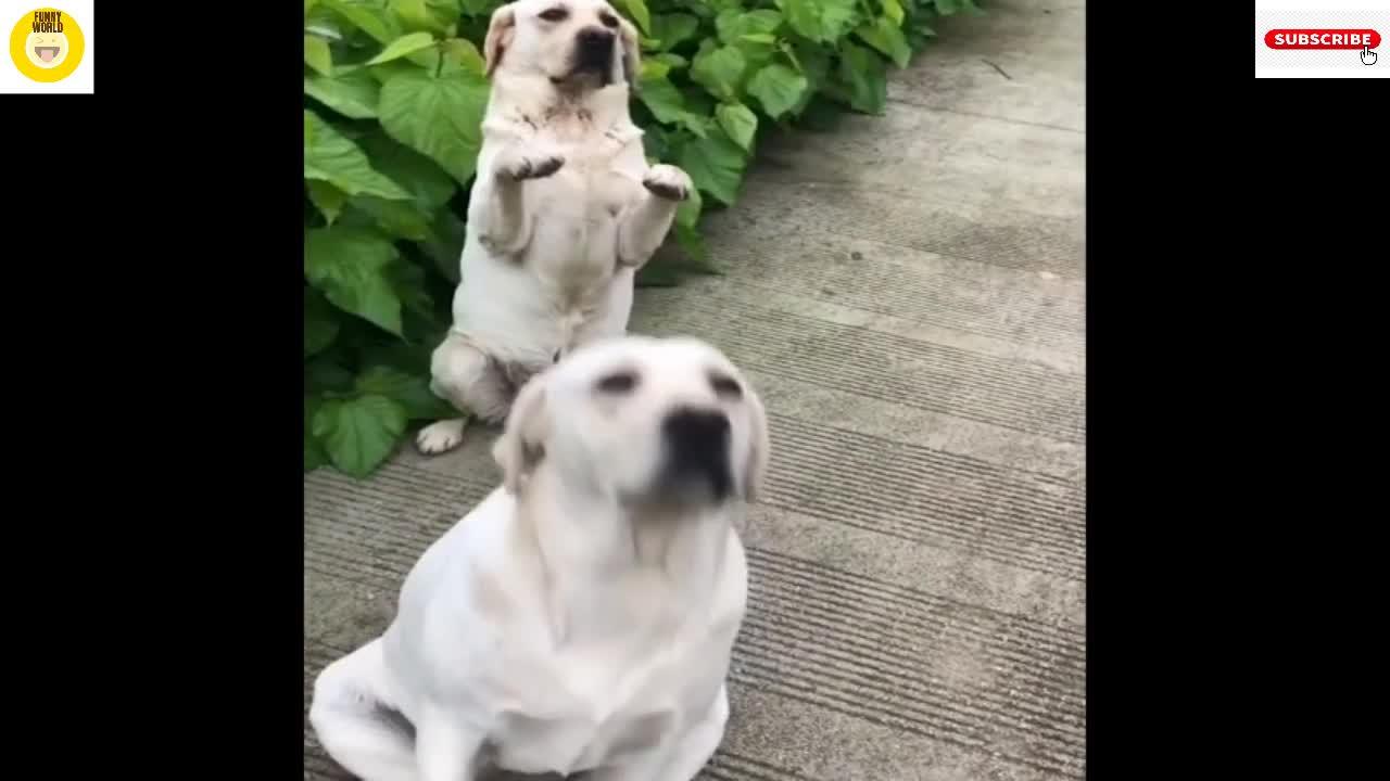 unniest & Cutest Labrador Puppies Funny Puppy Videos