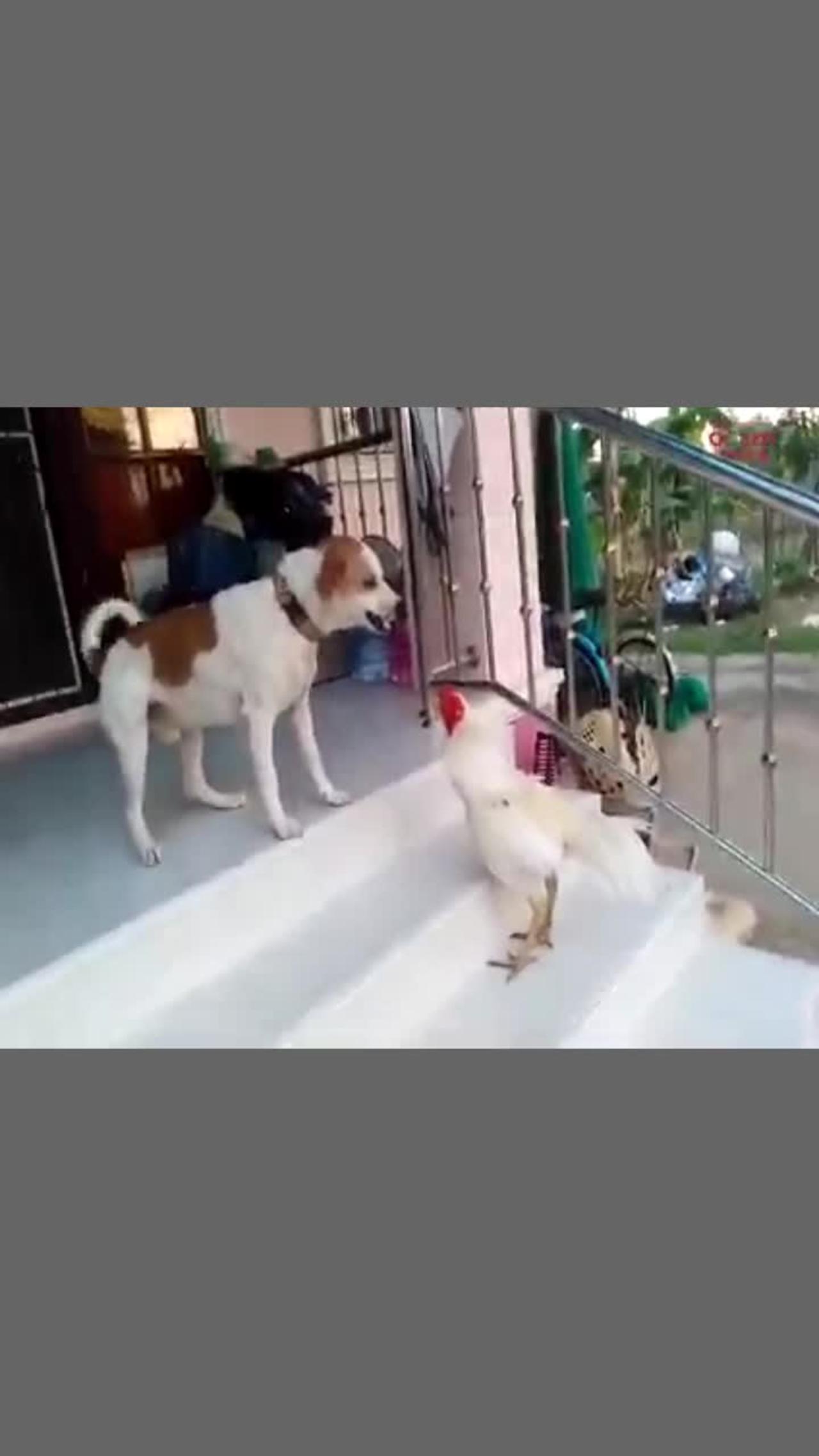 Cute dog 🐕 And Chicken 🐔 funny fight video 📹