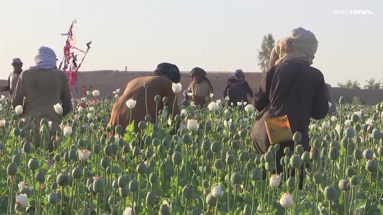 Taliban bans opium as Afghanistan's poppy harv