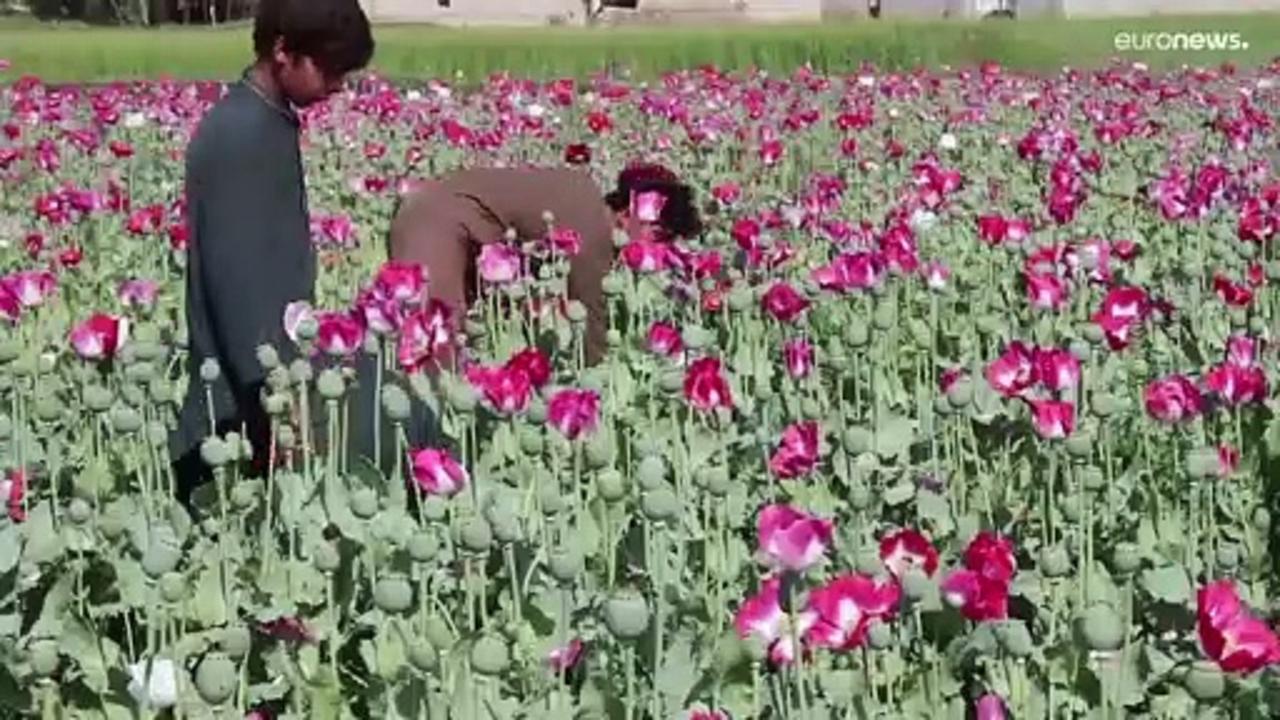 Taliban announce ban on harvesting poppies