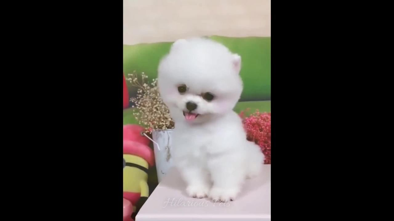 Cutest puppy