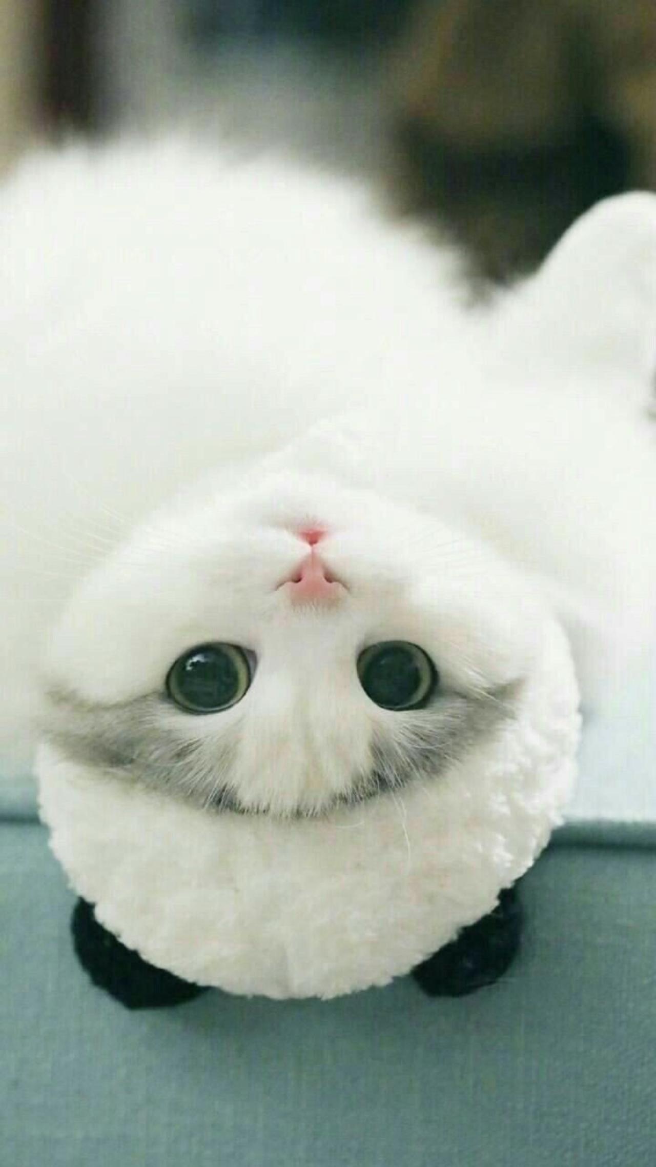cute and funny kitten