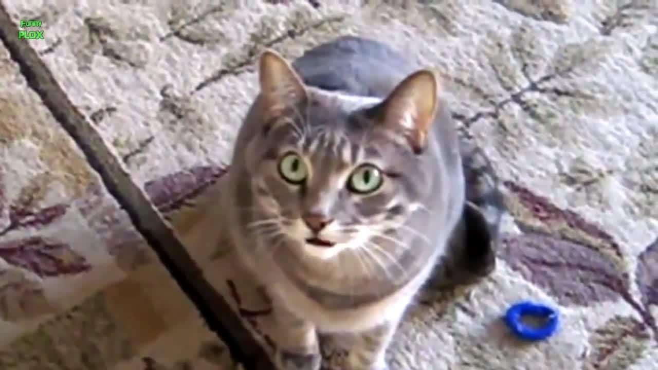 Funny Cats and Kittens Meowing videos Compilation