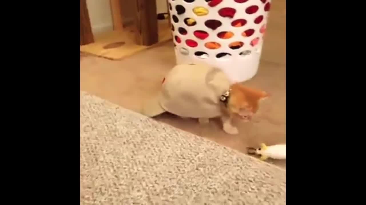 FUNNY VIDEOS: Funny Cats - Funny Animals - Funny Moments - Funny Cat Vines