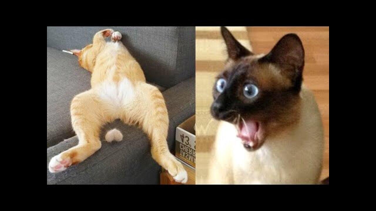 Omg So Cute Cats Best Funny Cat Videos 2021 (Part 4)