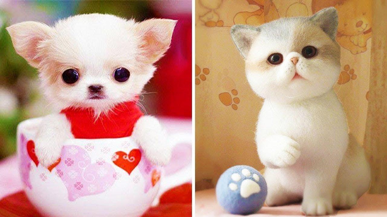 Omg So Cute Cats Best Funny Cat Videos 2021 (Part 8)