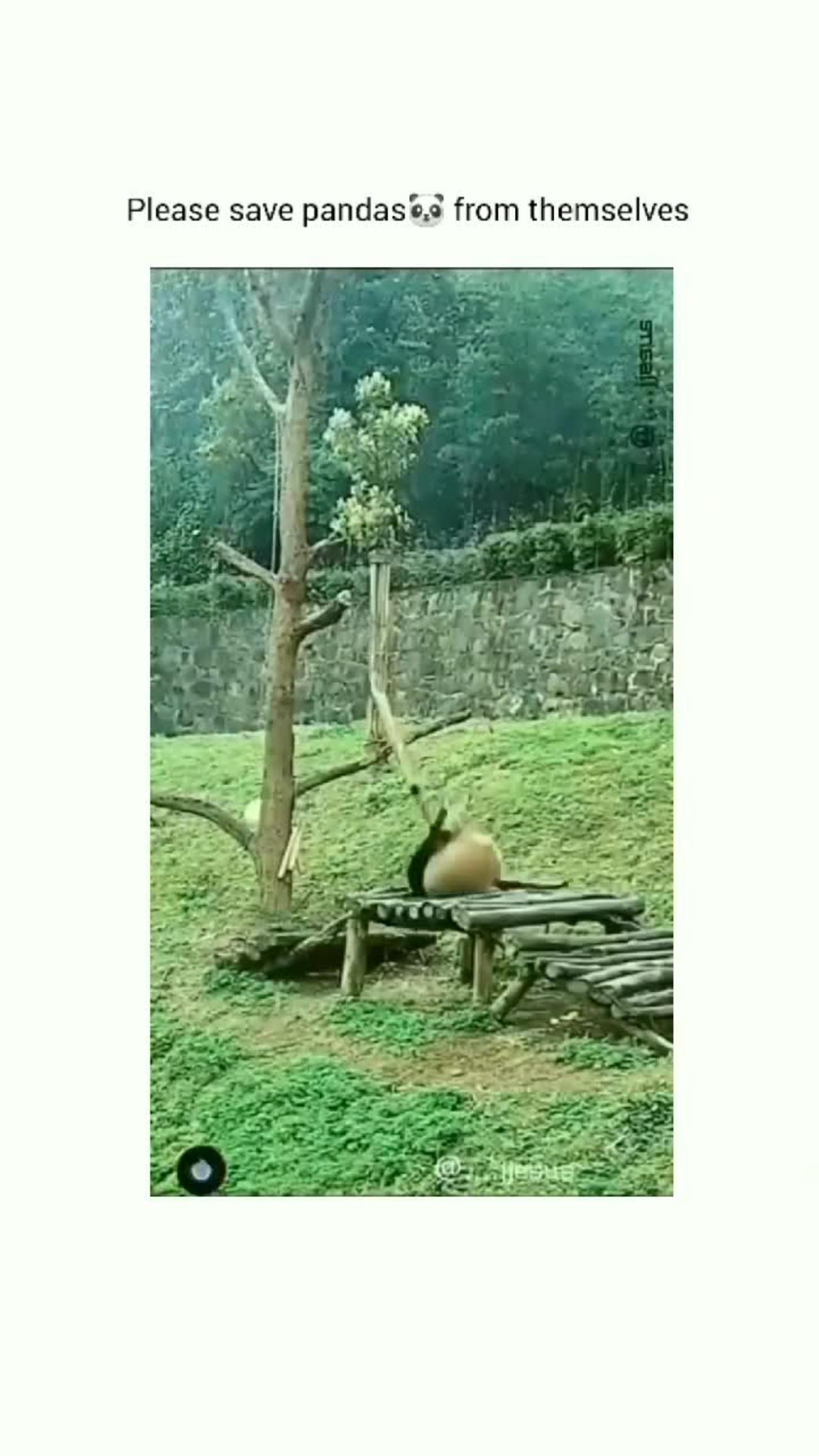 Pandas are just drunk peoples.😂😂😂🐼 #panda #rumble #viral #trending