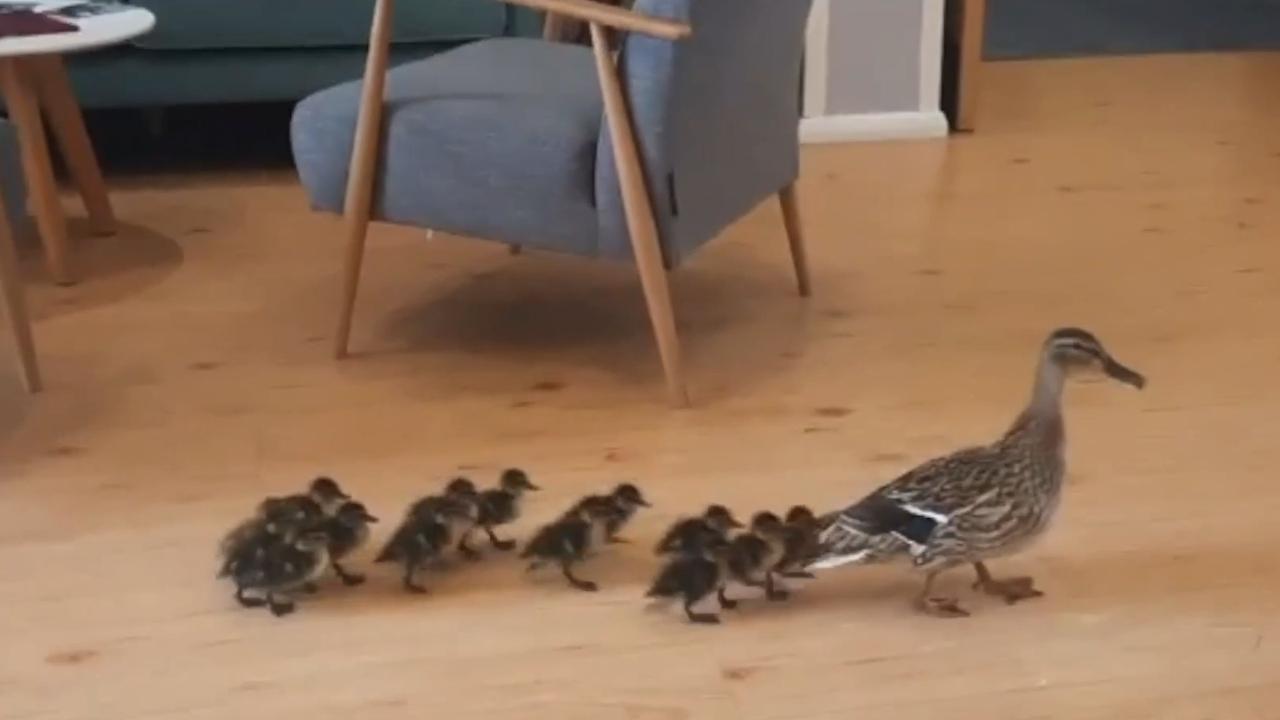 Mother duck leads adorable ducklings on annual march through school