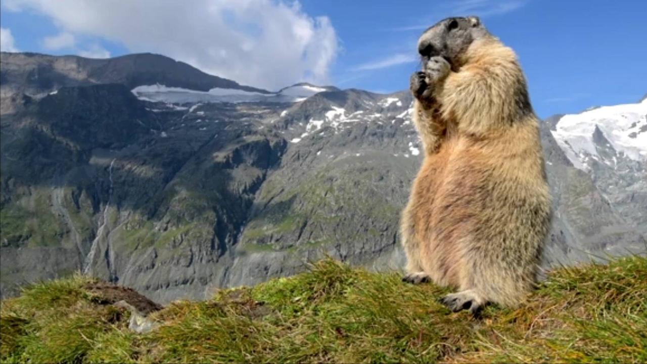 Study Suggests Marmot Hibernation May Reveal the Secret to Anti-Aging