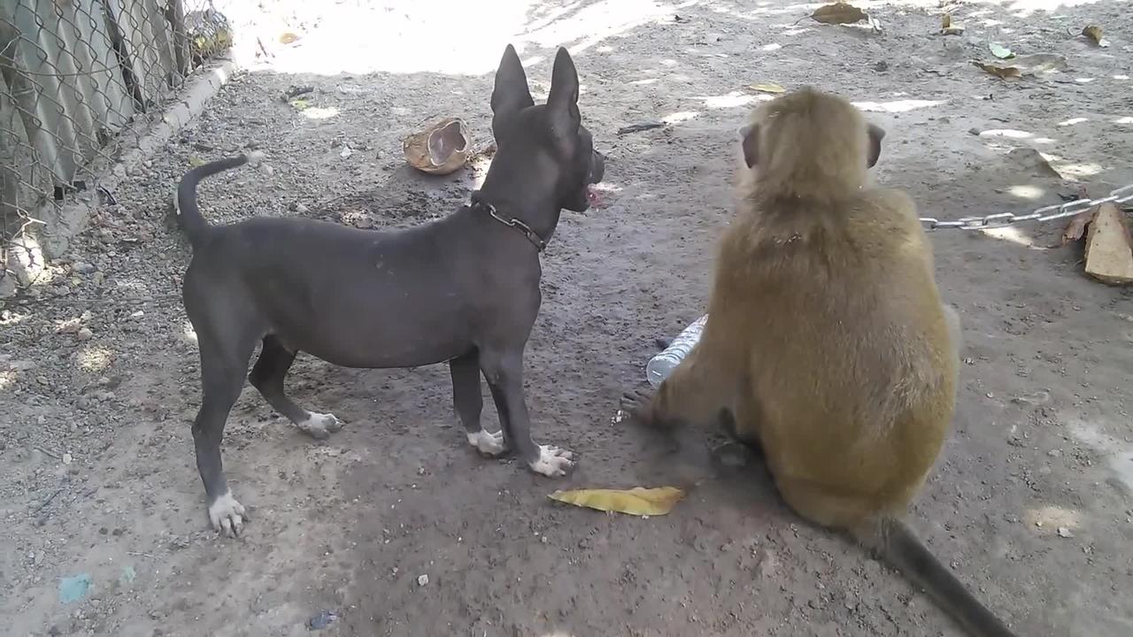 dog vs monkey fight