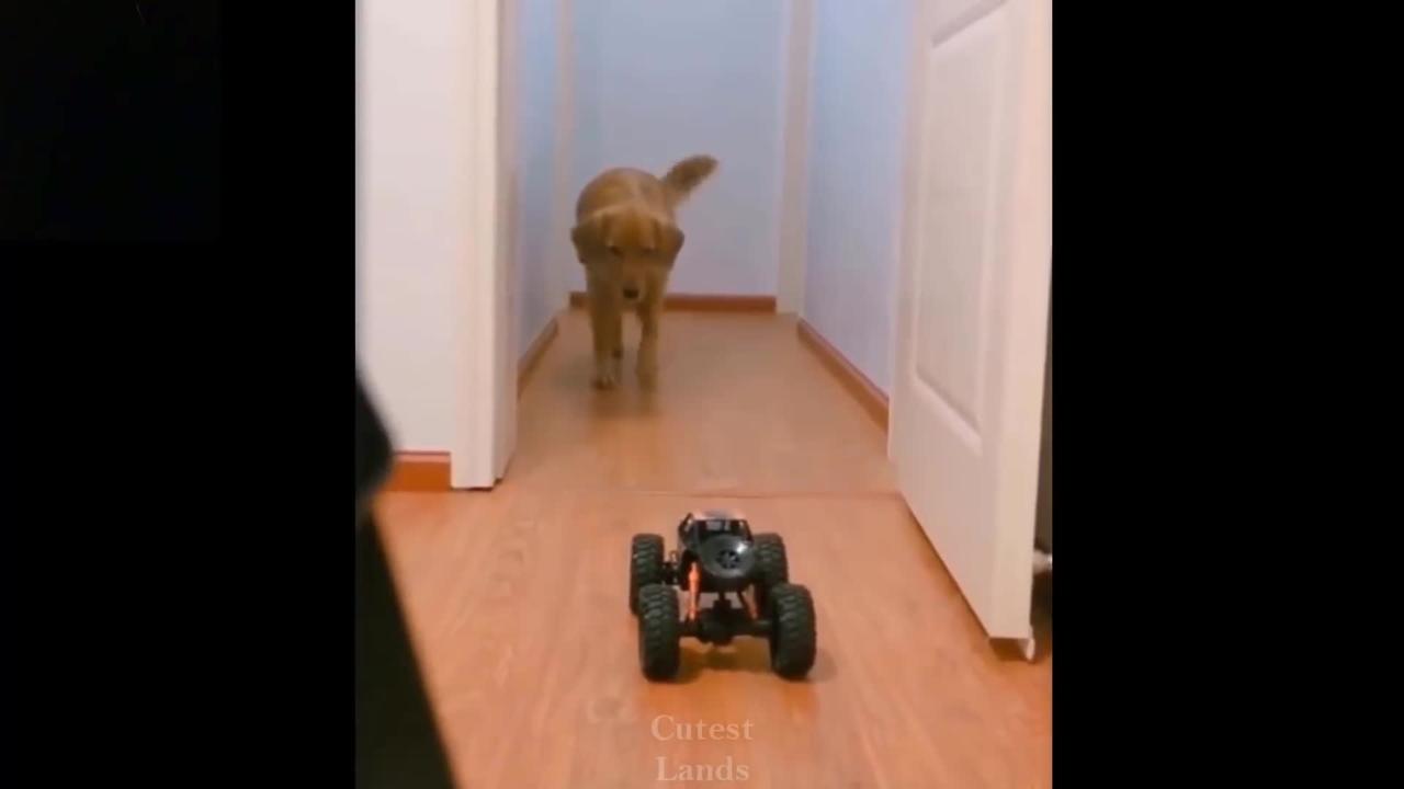 Funny Dog Video | Dog playing with Car.