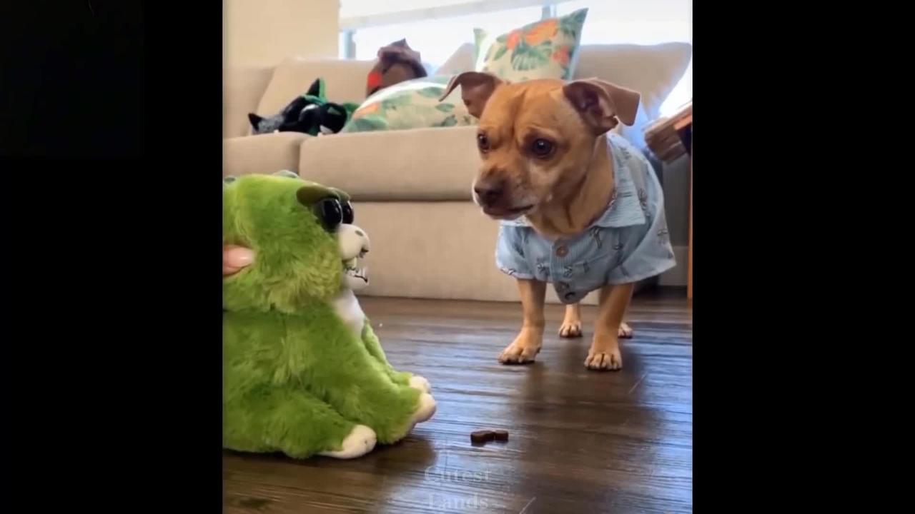 Funny Dog Video | Dog playing with Toy.