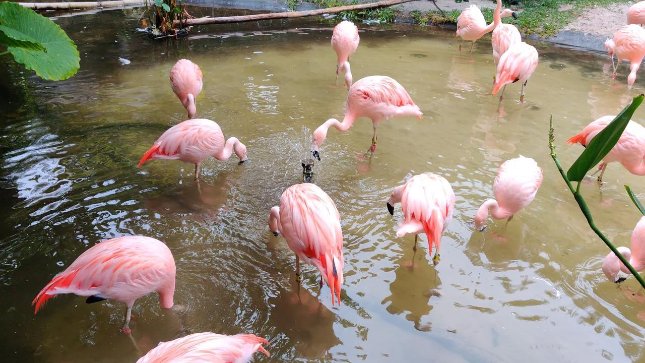 Flamingos At Sunken Gardens In St. Petersburg, FL