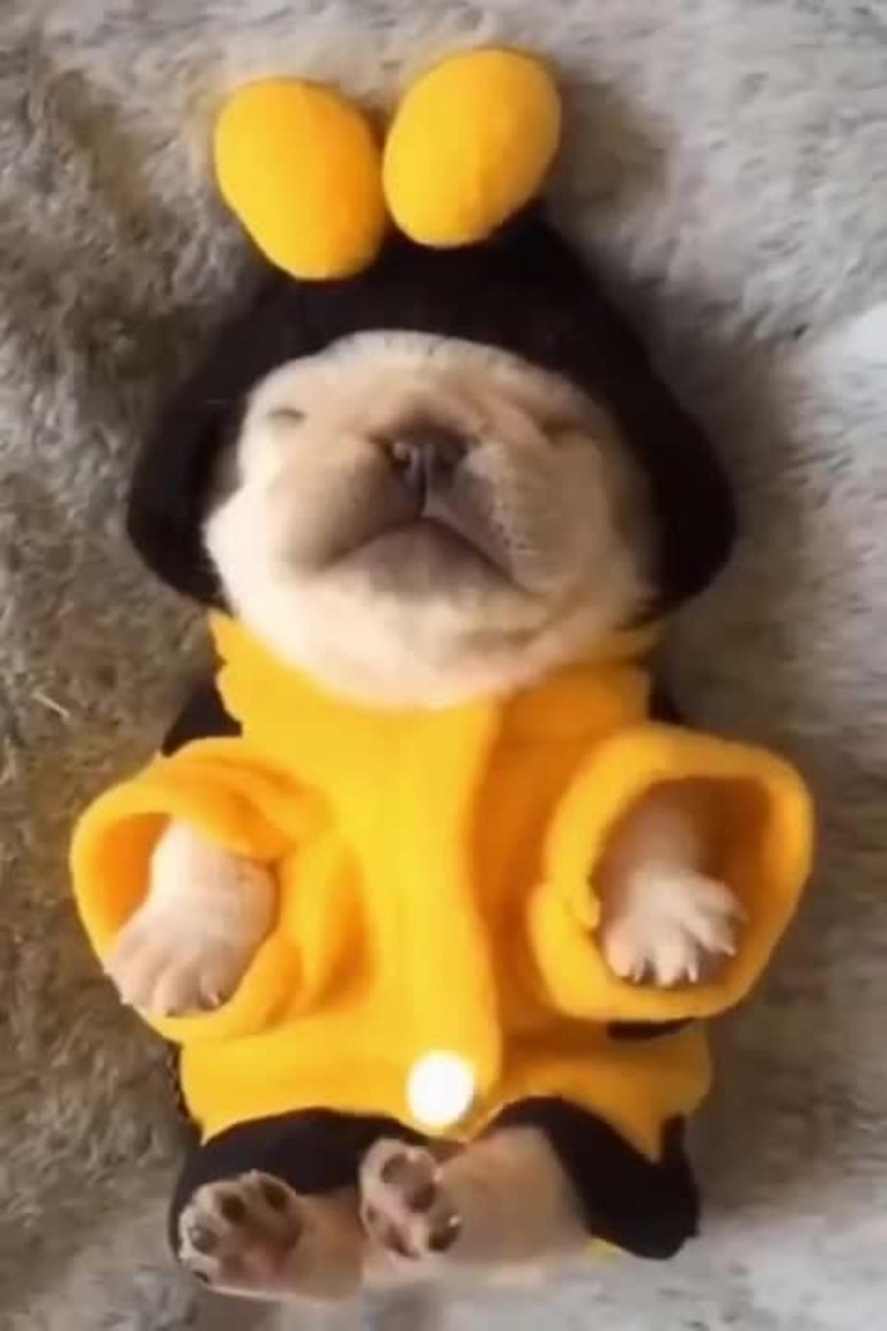 Funny and Cute Puppy