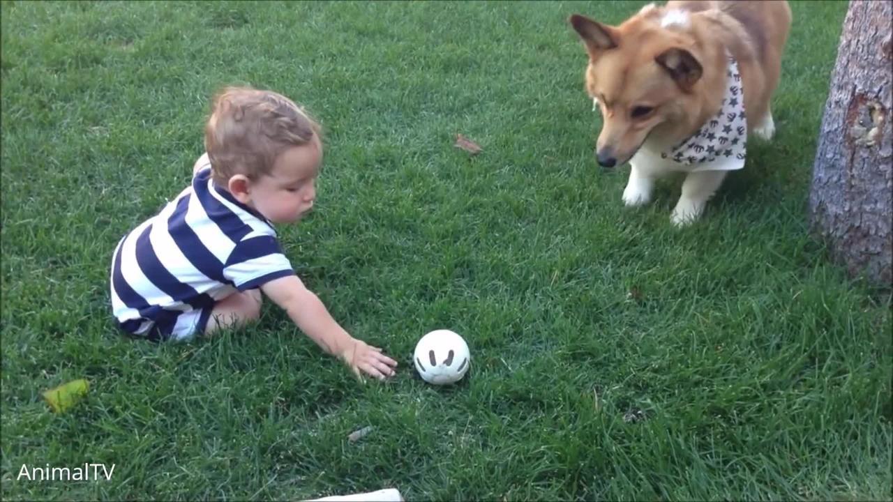 Corgi Are The Best , CUTEST Compilation