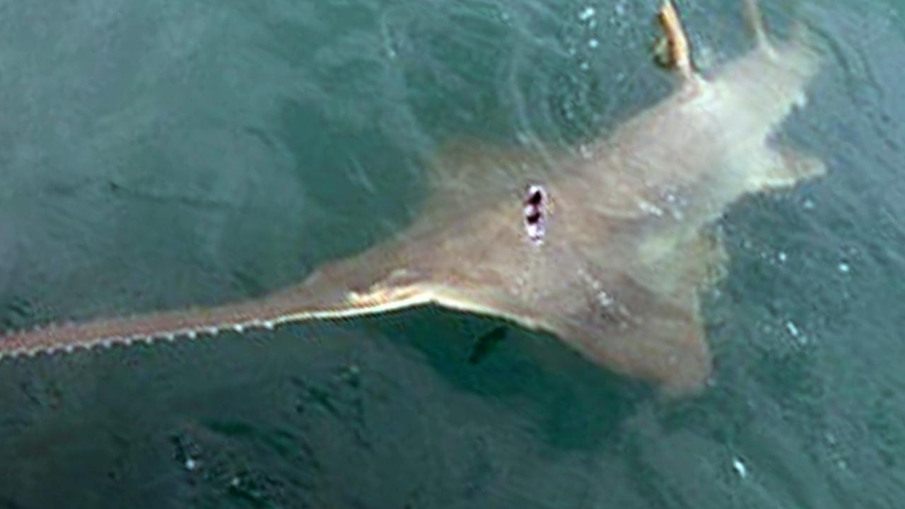 Fisherman catches super-rare sawfish off the coast of Florida