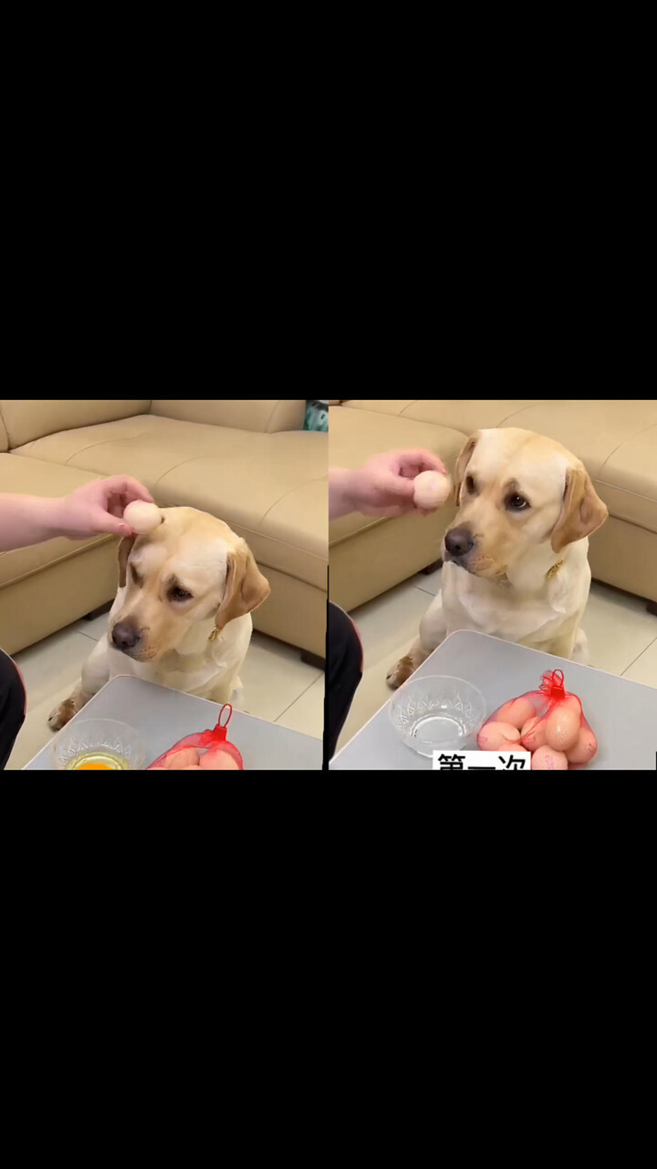 Don't ever use your dog's head to crack an egg💔😭 because he will bite watch this video