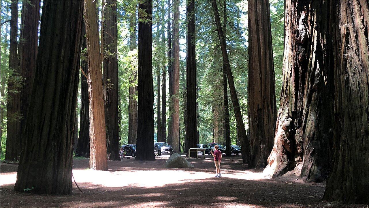 Into the Redwoods, Part 2