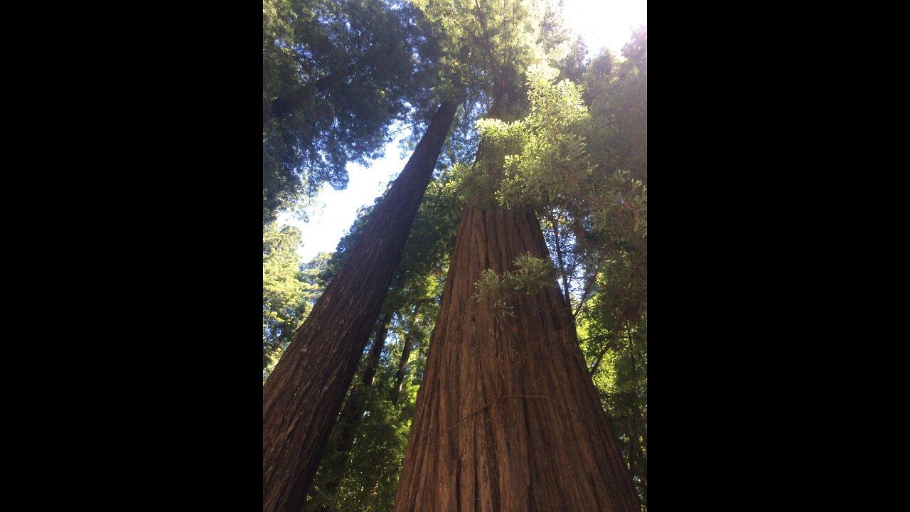 Into the Redwoods, Part 1