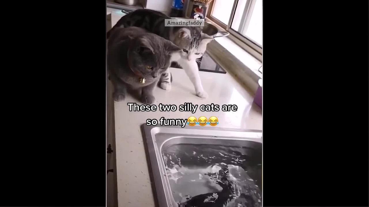 Funny Cats | Animals Cats | Amazingfaddy