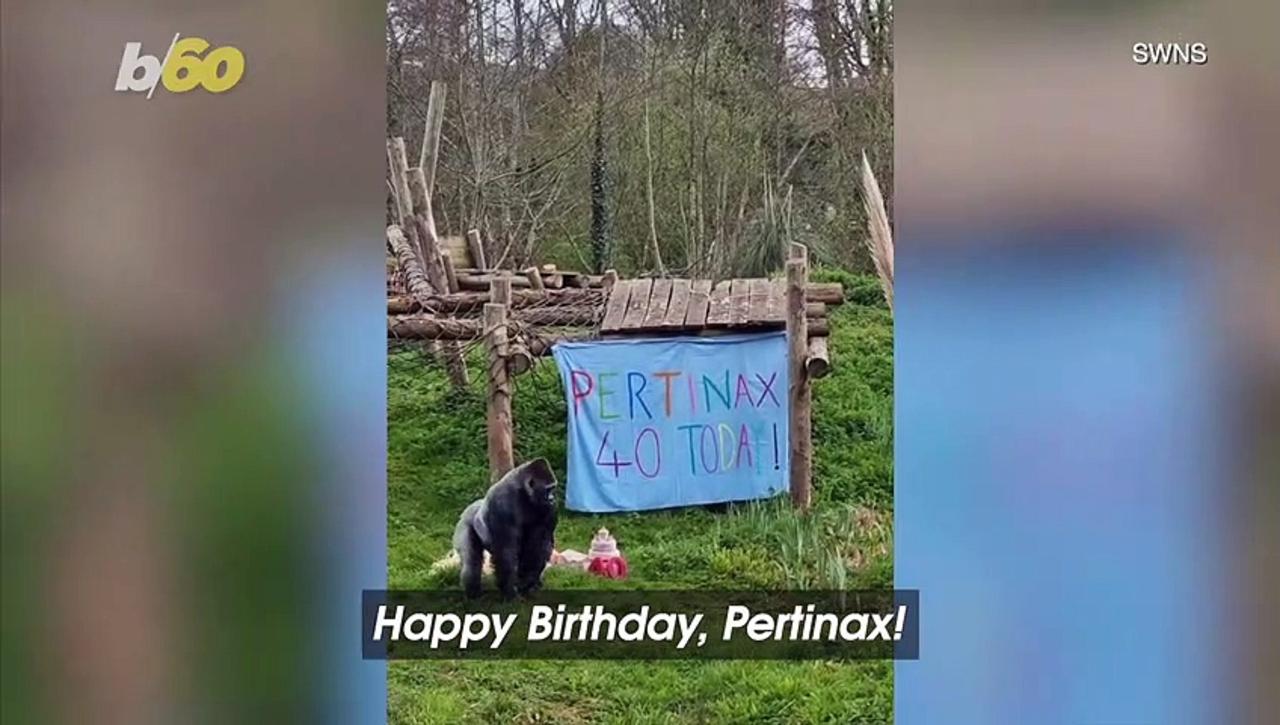 Over the Hill! Britain’s Oldest Male Gorilla Surprised with Presents and Cake
