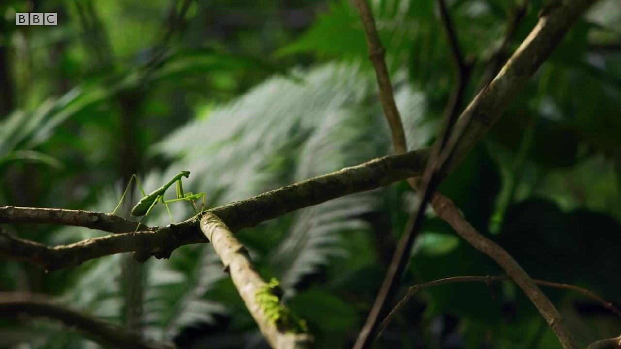 The Headless Mating Mantis | The Mating Game | BBC Earth