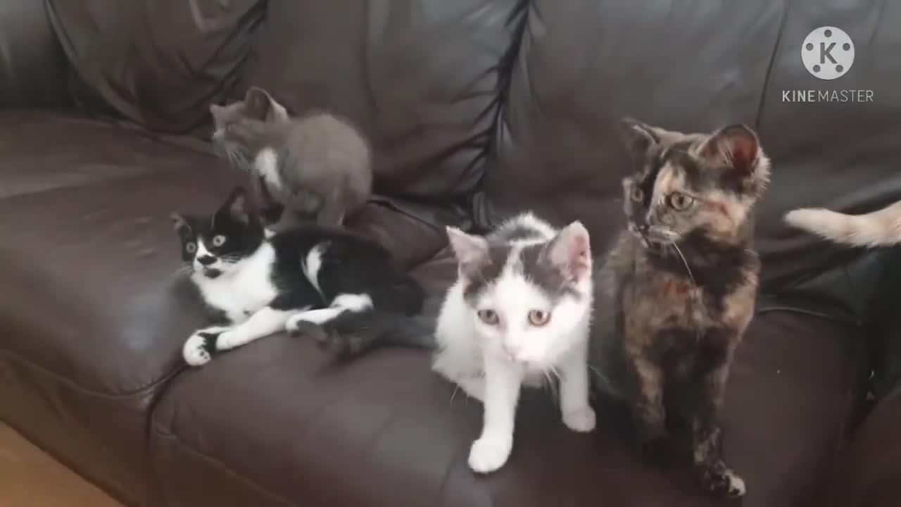 Baby cute cats funny life ! Funny cute and cats Don't try to hold back Laughter