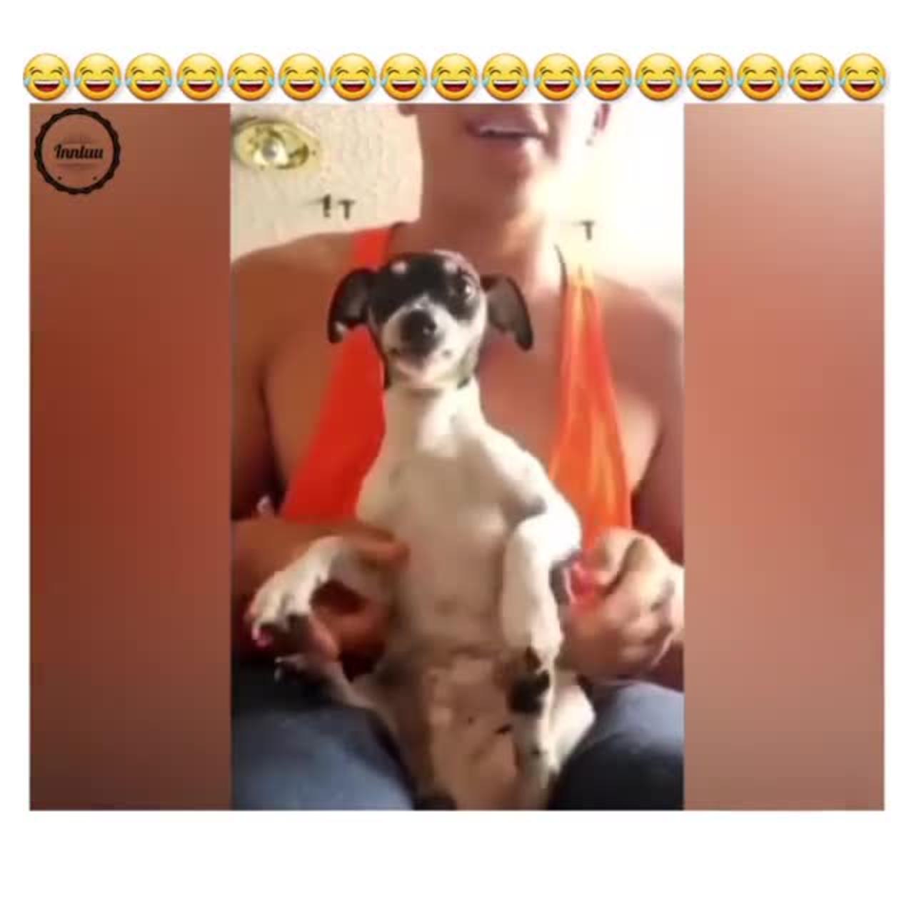 Funny Animal Videos 😂 - Best Dogs And Cats Videos 😺😍