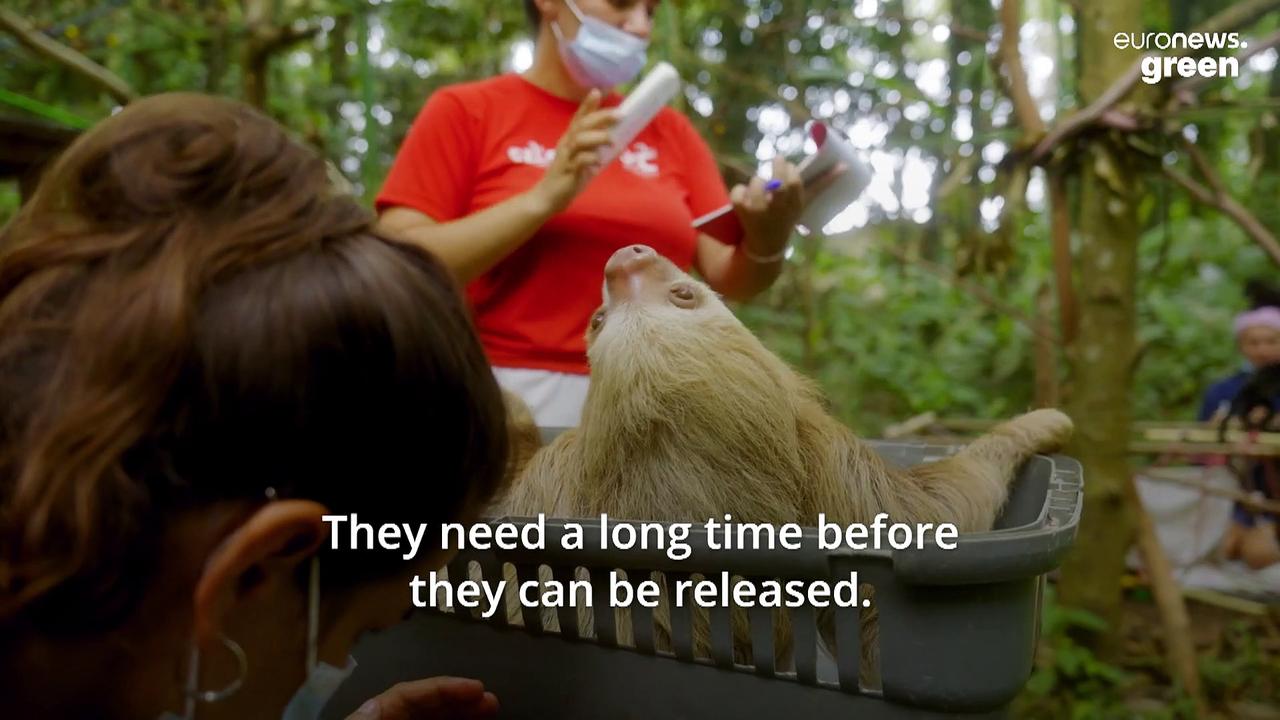 This sloth orphanage is helping cubs ‘learn to be wild again’