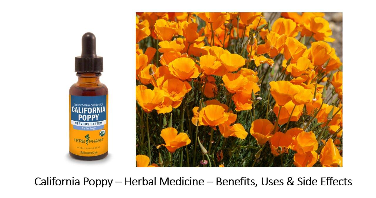 California Poppy   Herbal Medicine   Benefits, Uses & Side Effects